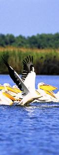 Danube Delta tour